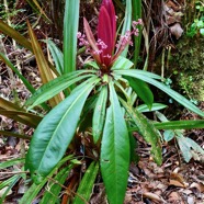 Badula borbonica.bois de savon ( feuillage jeune et inflorescences en boutons ).primulaceae.endémique Réunion..jpeg